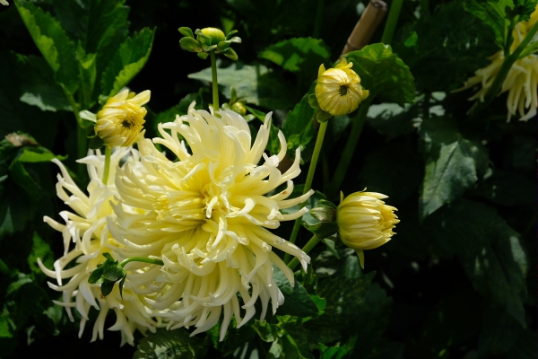 Dahlia Day: