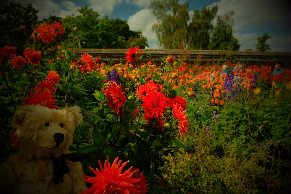 Dahlia Day: