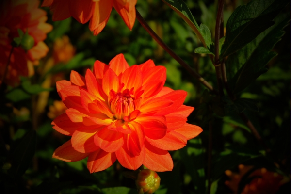 Dahlia Day: