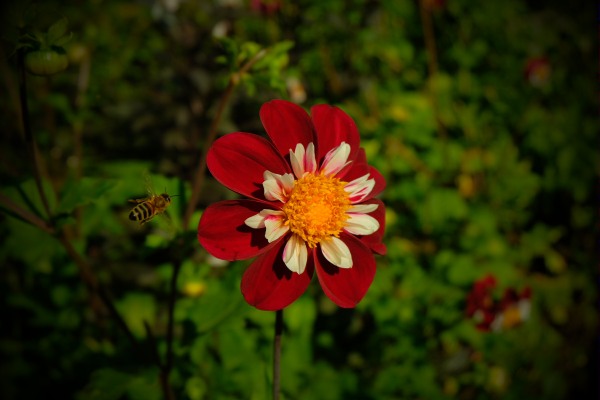 Dahlia Day: See the bee.