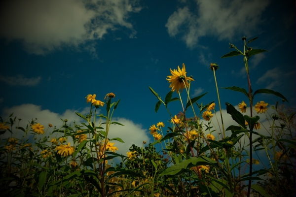 Dahlia Day: