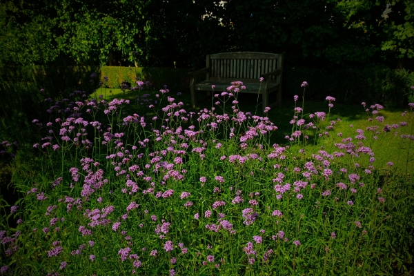 Dahlia Day: