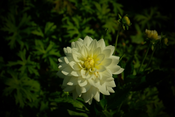 Dahlia Day: