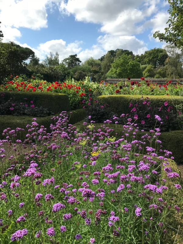 Dahlia Day: