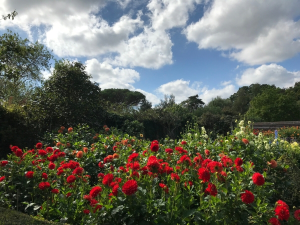 Dahlia Day: