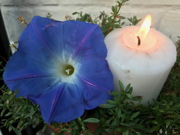 Dahlia Day: Lighting a Candle for Diddley - This is Ipomea "Heavenly Blue".