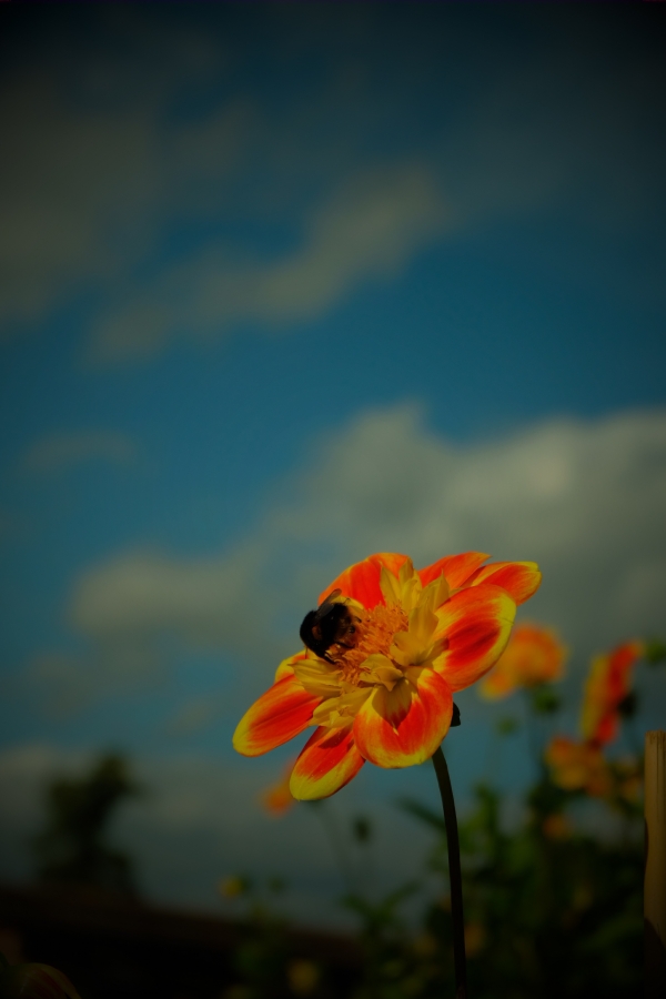 Dahlia Day: