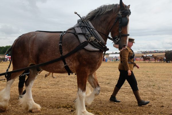 Great Dorset Steam Fair: