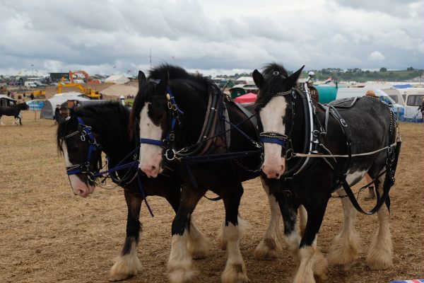 Great Dorset Steam Fair: