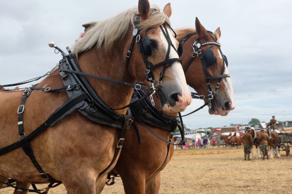 Great Dorset Steam Fair: