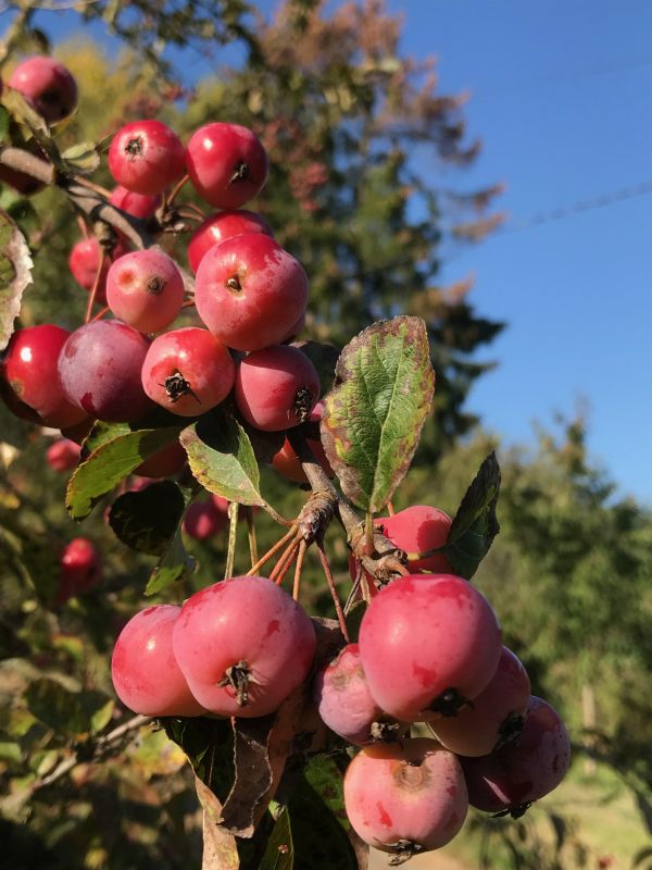 Over the Hills and Far Away: Malus (Crab Apple).