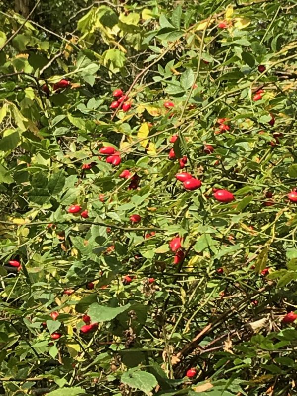 Over the Hills and Far Away: Rosehips.