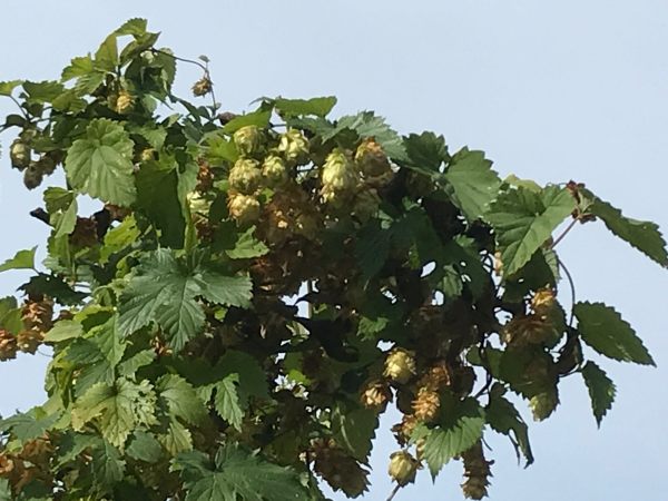 Over the Hills and Far Away: Hops growing wild in a hedge.