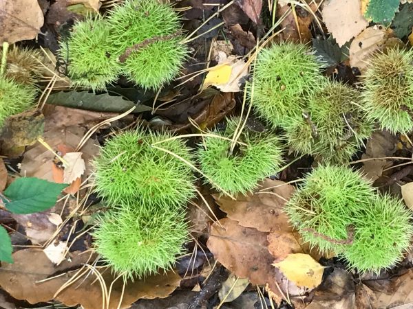 Over the Hills and Far Away: Sweet Chestnuts.