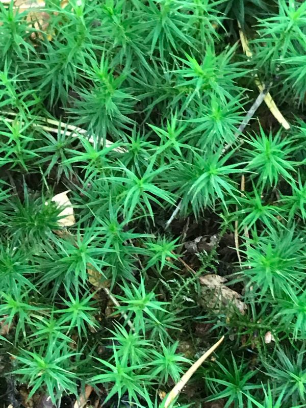 Over the Hills and Far Away: This, I believe, is Hair Cap Moss.