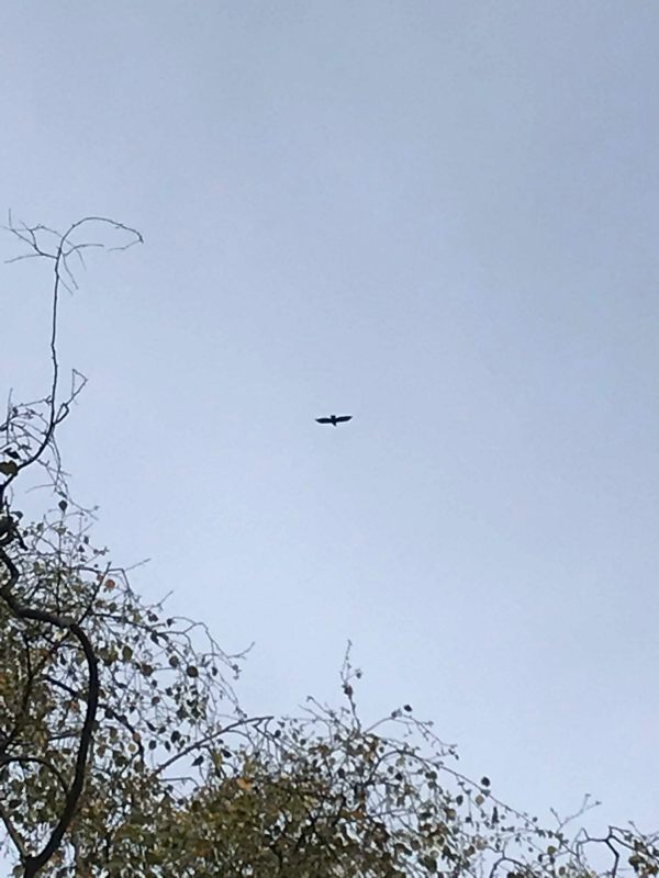 Over the Hills and Far Away: A Buzzard (believe me!) above the summerhouse.