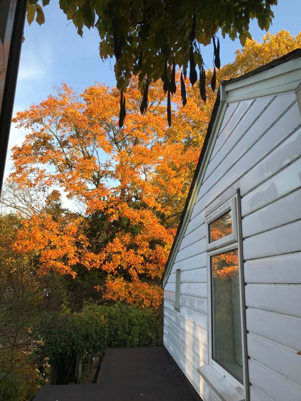 Untold Stpry: Lighting a Candle for Diddley - Diddley loved the Autumn colours. Especially the sycamore tree from the bedroom window of Laurel Cottage.