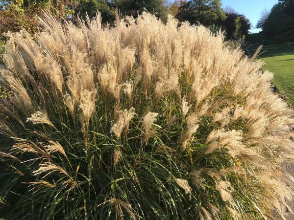 Ornamental Grass.