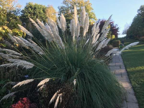 Ornamental Grass.