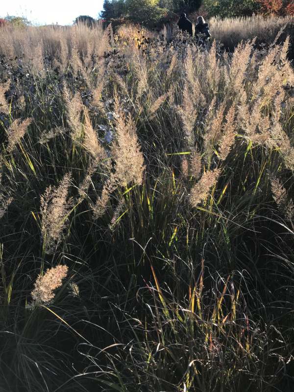 Ornamental Grass.