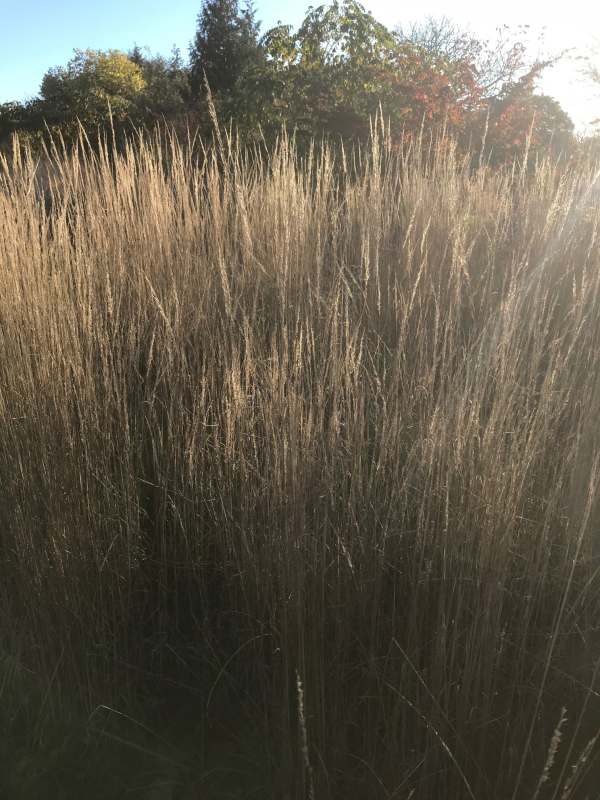 Ornamental Grass.