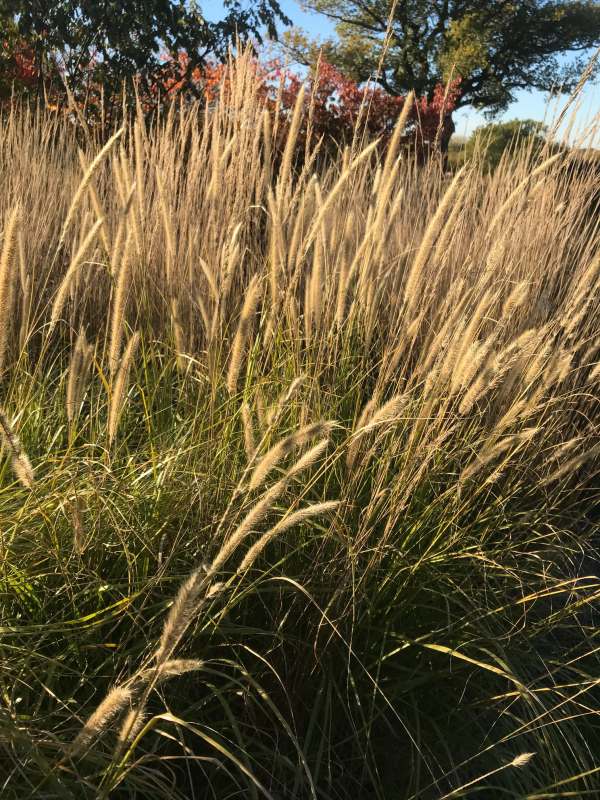 Ornamental Grass.