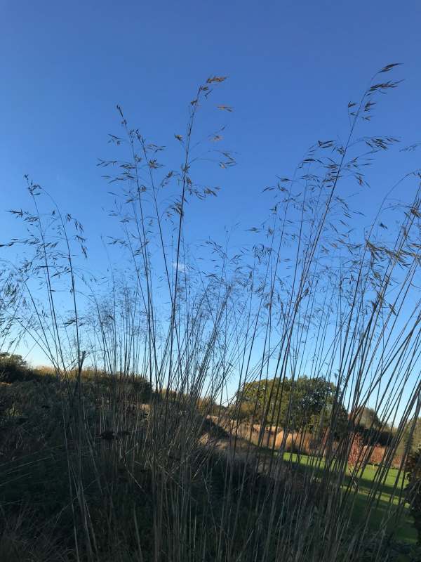 Ornamental Grass.