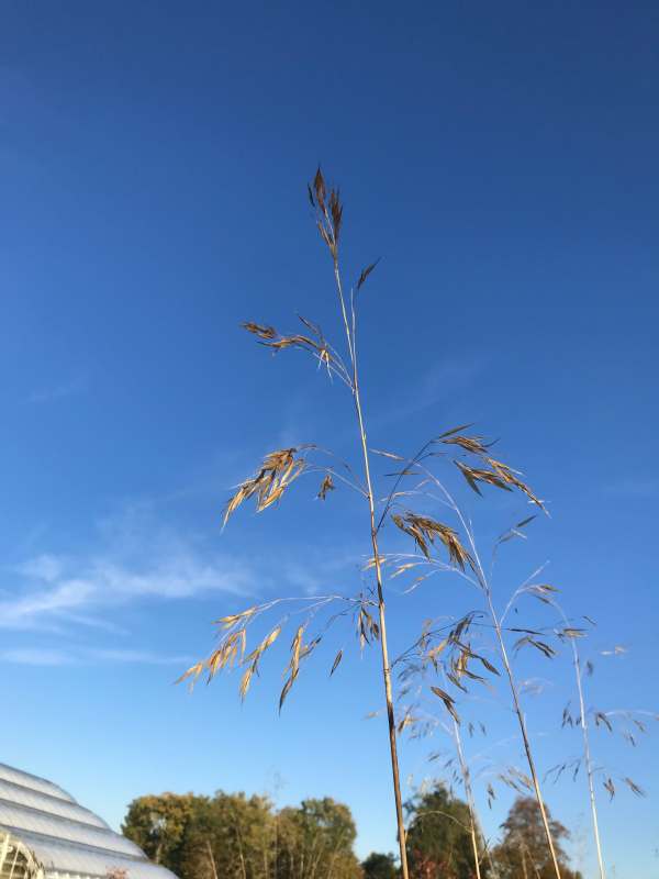 Ornamental Grass.