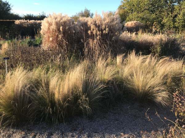 Ornamental Grass.