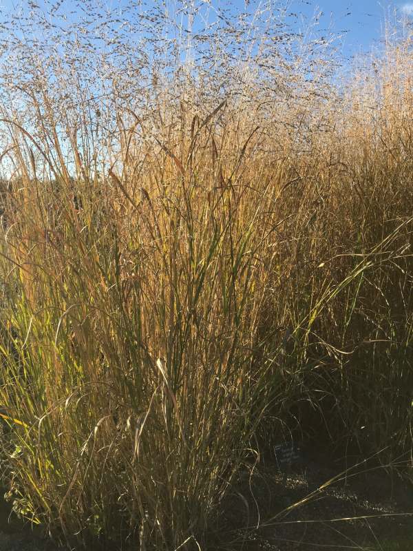 Ornamental Grass.