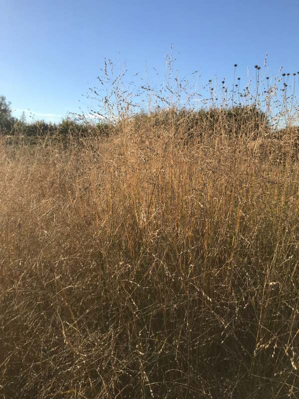 Ornamental Grass.