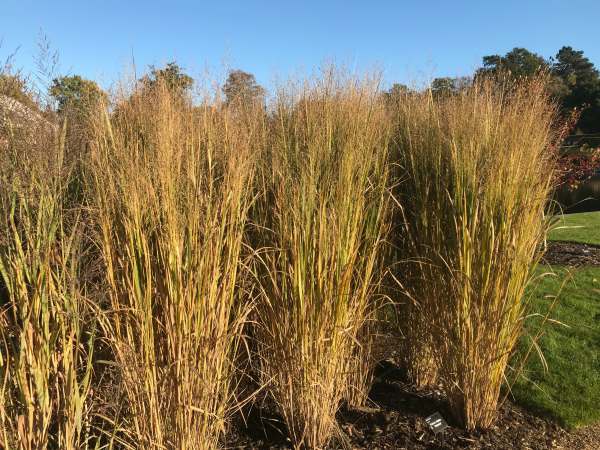 Ornamental Grass.