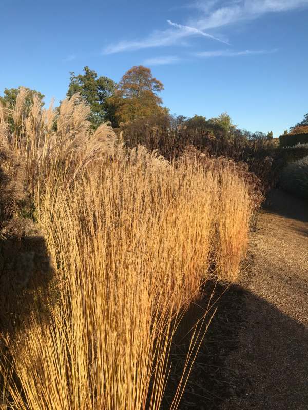 Ornamental Grass.