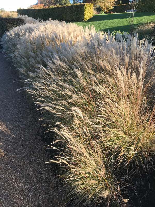 Ornamental Grass.