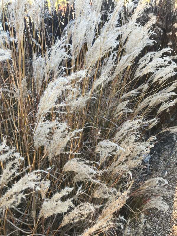 Ornamental Grass.