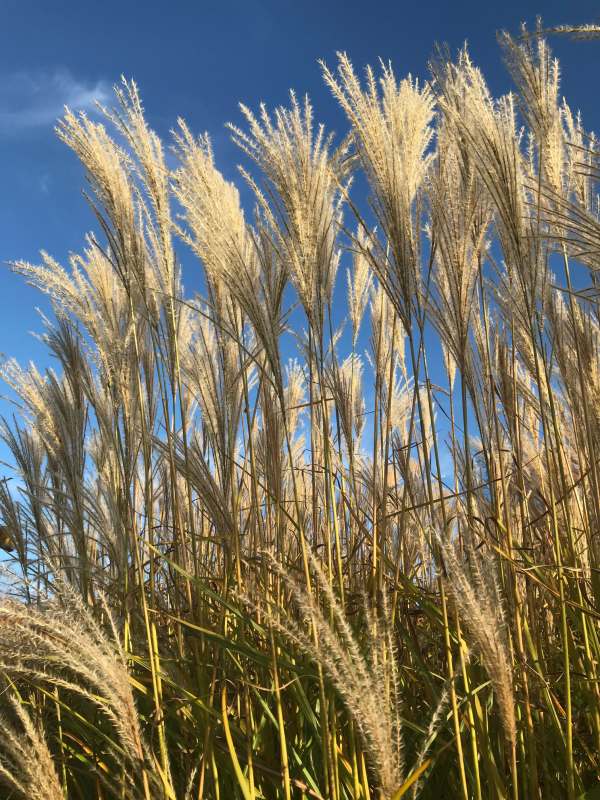 Ornamental Grass.