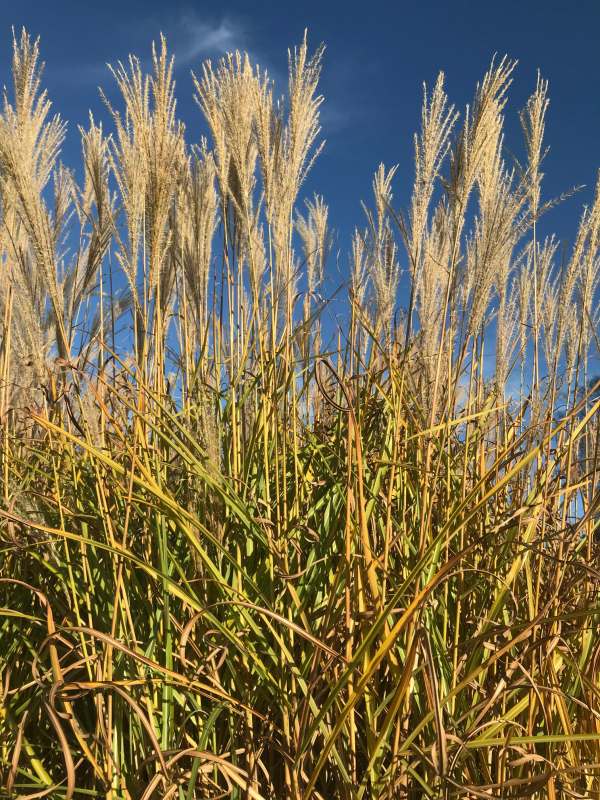 Ornamental Grass.
