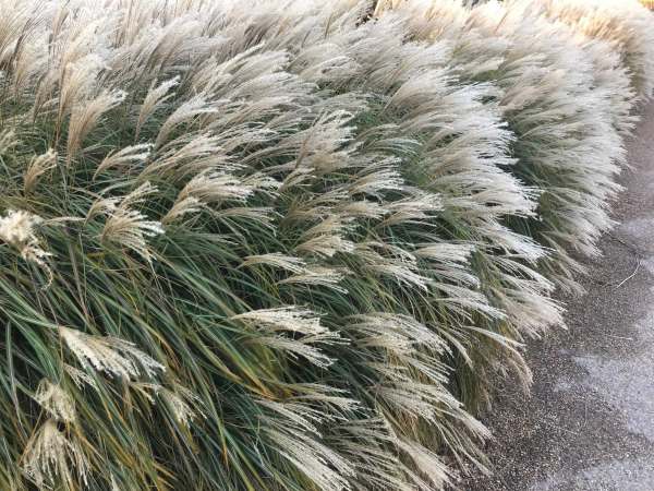 Ornamental Grass.