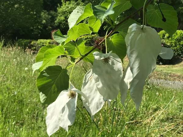 Grass verge. Handkerchief tree, Coldharbour.