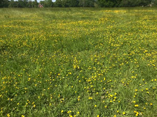 Buttercups in a grass meadow.