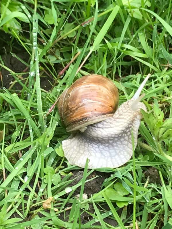 Roman snail in the grass of Denbies Hillside near a Dorking.