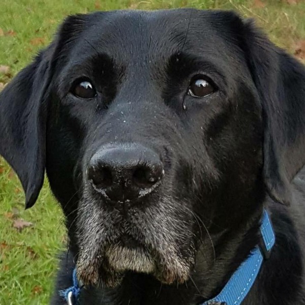 Merry Christmas from Guide Dog Oakley.