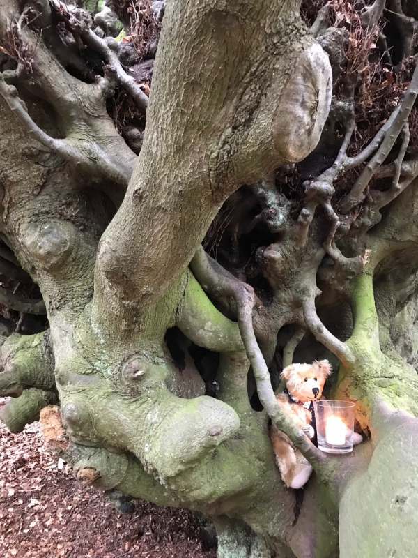 Lighting a Candle for Diddley: The Witches Broom tree