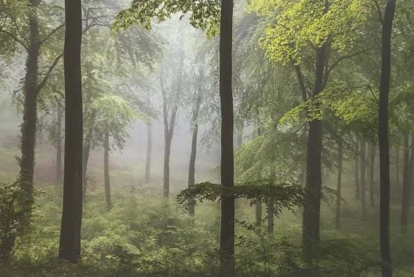 Landscape Photographer. Leigh Dorey: Spring Greens, North Dorset, England.