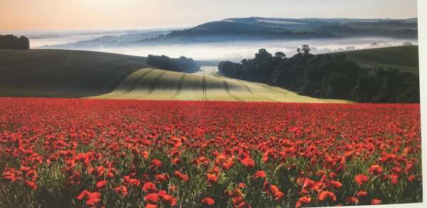 Landscape Photographer. Marie Davey: Field of Red, Houghton, West Sussex, England.
