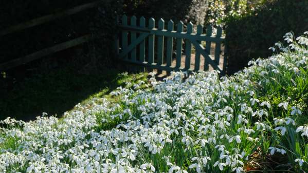 Cotswold Reverie: Snowdrop filled garden.