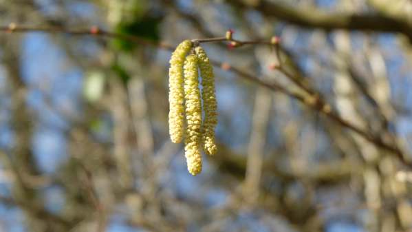 Cotswold Reverie: Male Hazel Catkins.