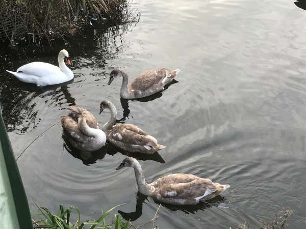 Finding Serenity: Four cygnets and mum.