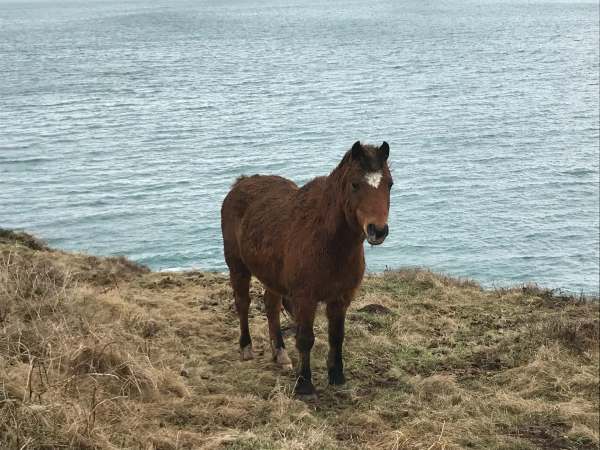 Walk from St David's: Welsh Mountain Pony.