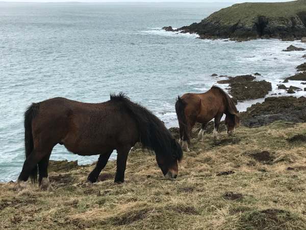 Walk from St David's: Welsh Mountain Ponies.